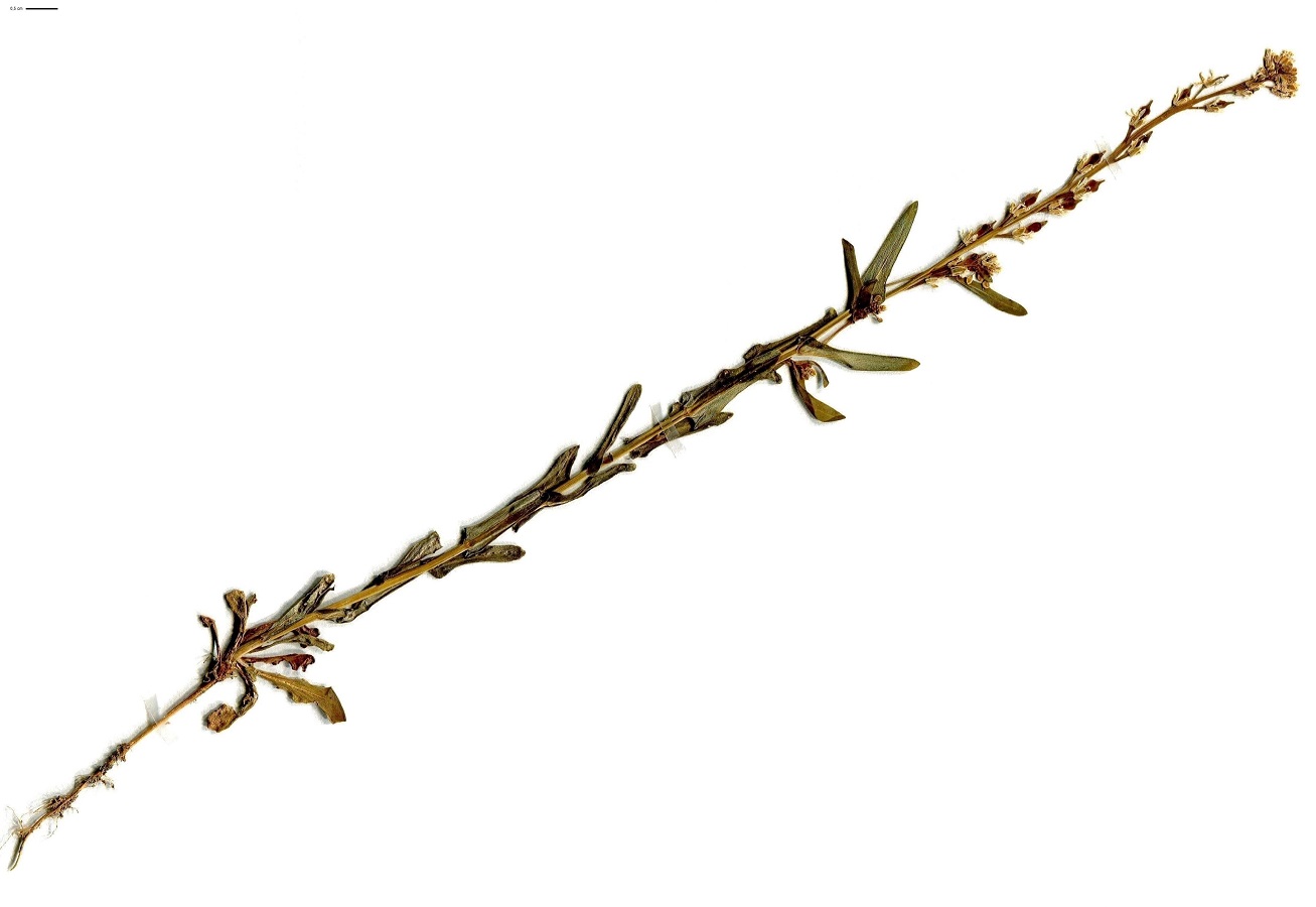 Myagrum perfoliatum (Brassicaceae)